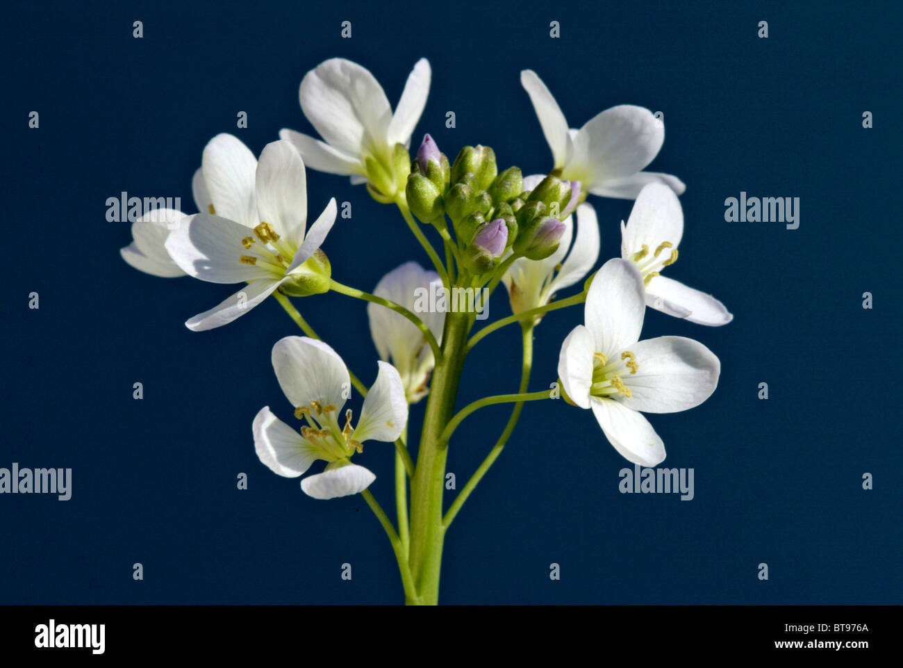 Il cuculo fiore o Lady's Smock (cardamine pratensis), fiore Foto Stock