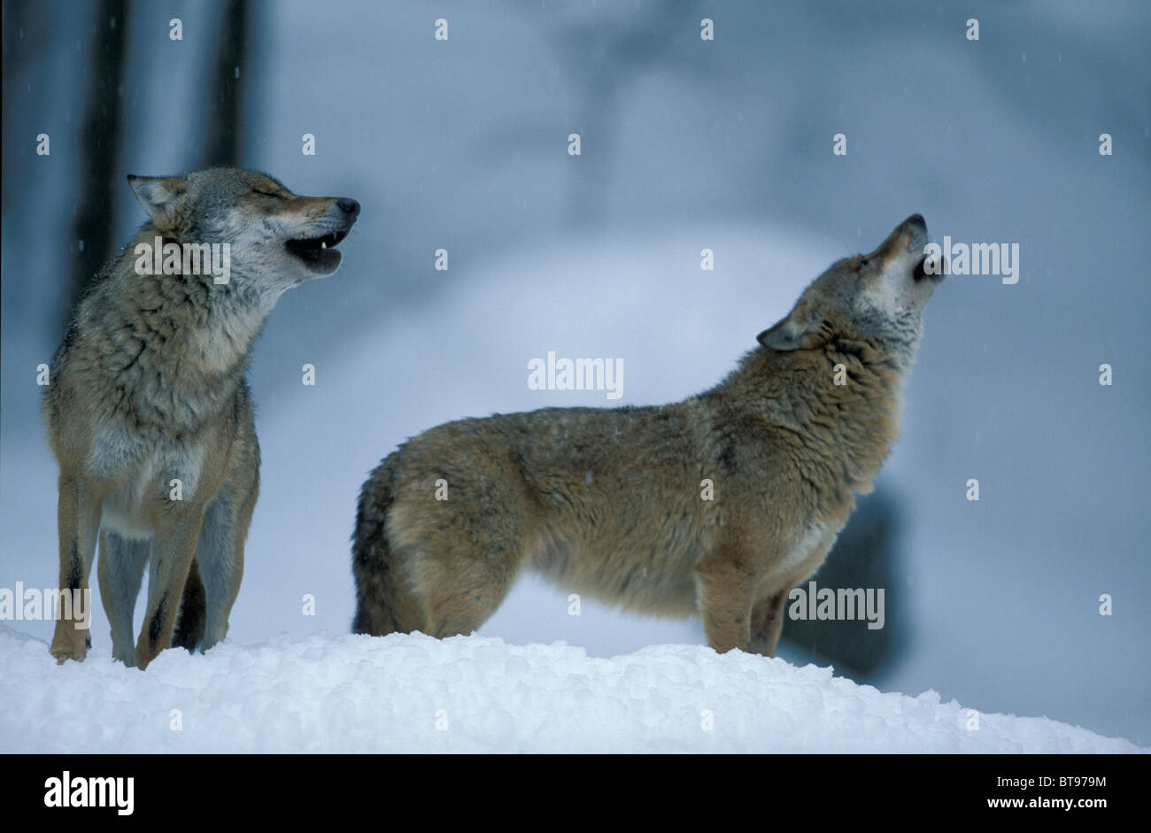 Orientale Lupo canadese o orientale rosso canadese Lupo (Canis lupus lycaon), giovane nella neve, urlando Foto Stock