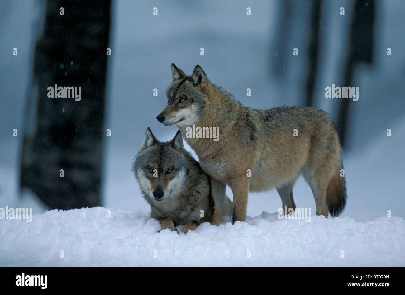 Orientale Lupo canadese o orientale rosso canadese Lupo (Canis lupus lycaon), giovane nella neve Foto Stock