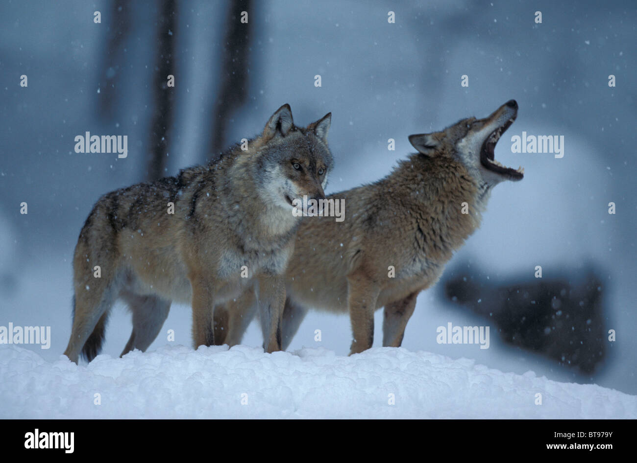 Orientale Lupo canadese o orientale rosso canadese Lupo (Canis lupus lycaon), giovane nella neve, urlando Foto Stock