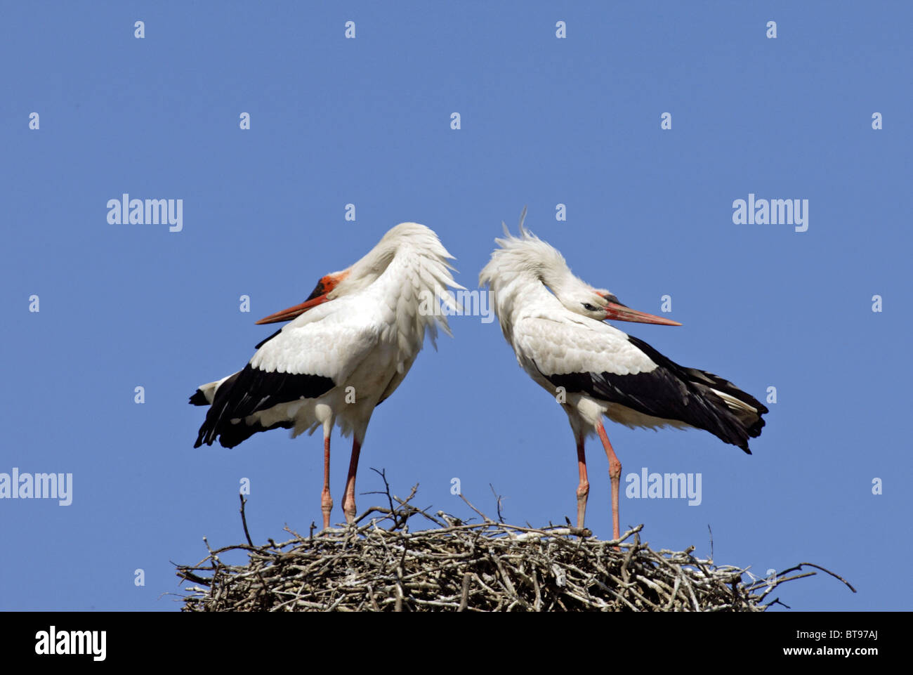 Cicogna bianca (Ciconia ciconia), Adulto, giovane sul nido, Europa Foto Stock