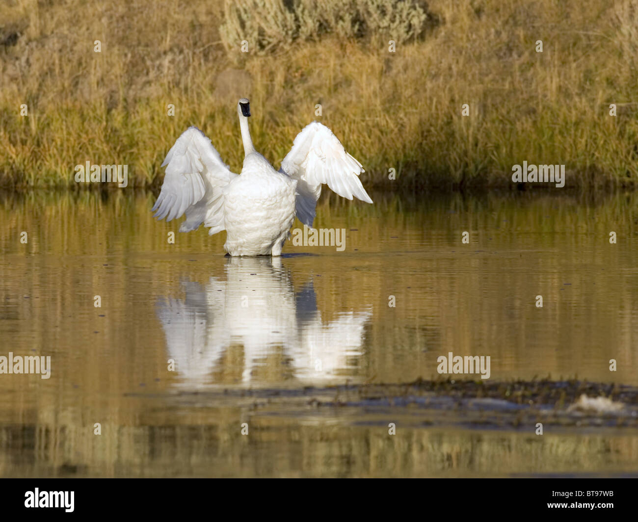 Trumpeter swan con ali stese Foto Stock