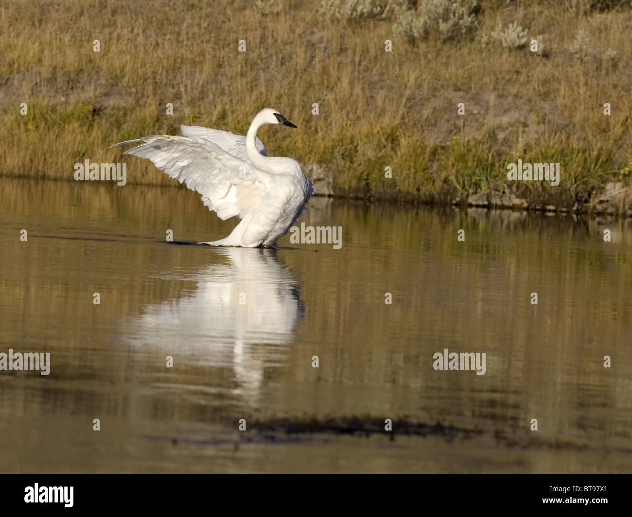 Trumpeter swan con ali stese Foto Stock