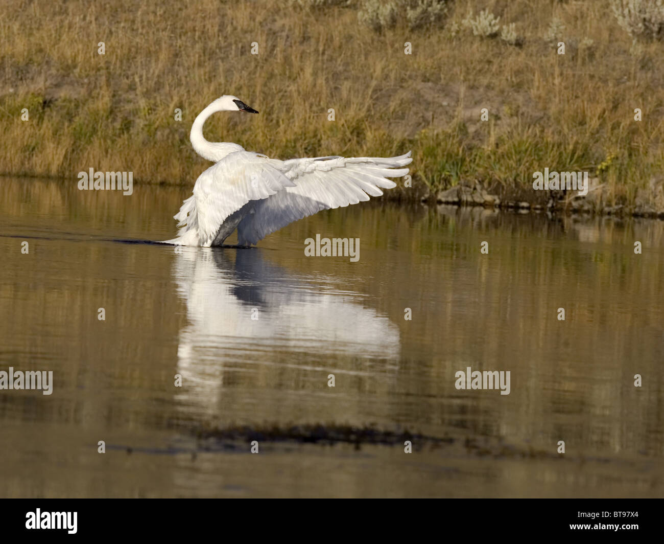 Trumpeter swan con ali stese Foto Stock
