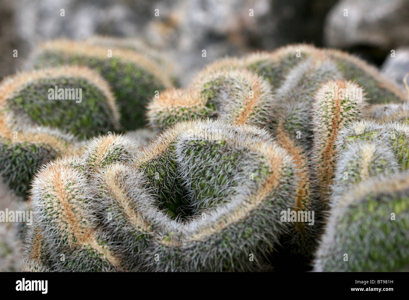 A forma di corallo cactus Foto Stock