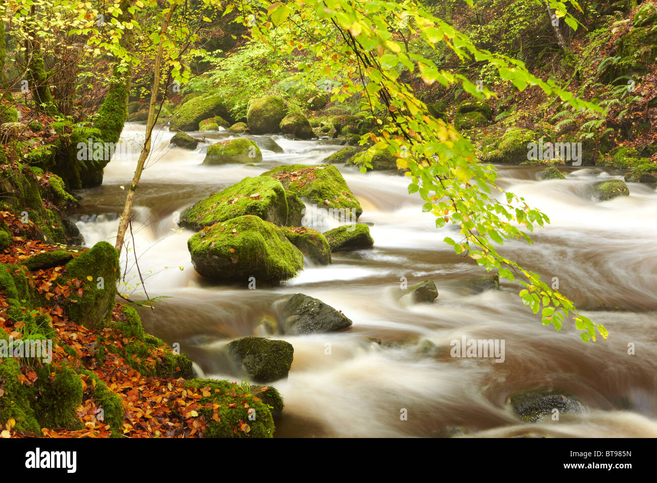Fiume che scorre attraverso il bosco di faggio in Birks di Aberfeldy, Tayside, Scozia Foto Stock