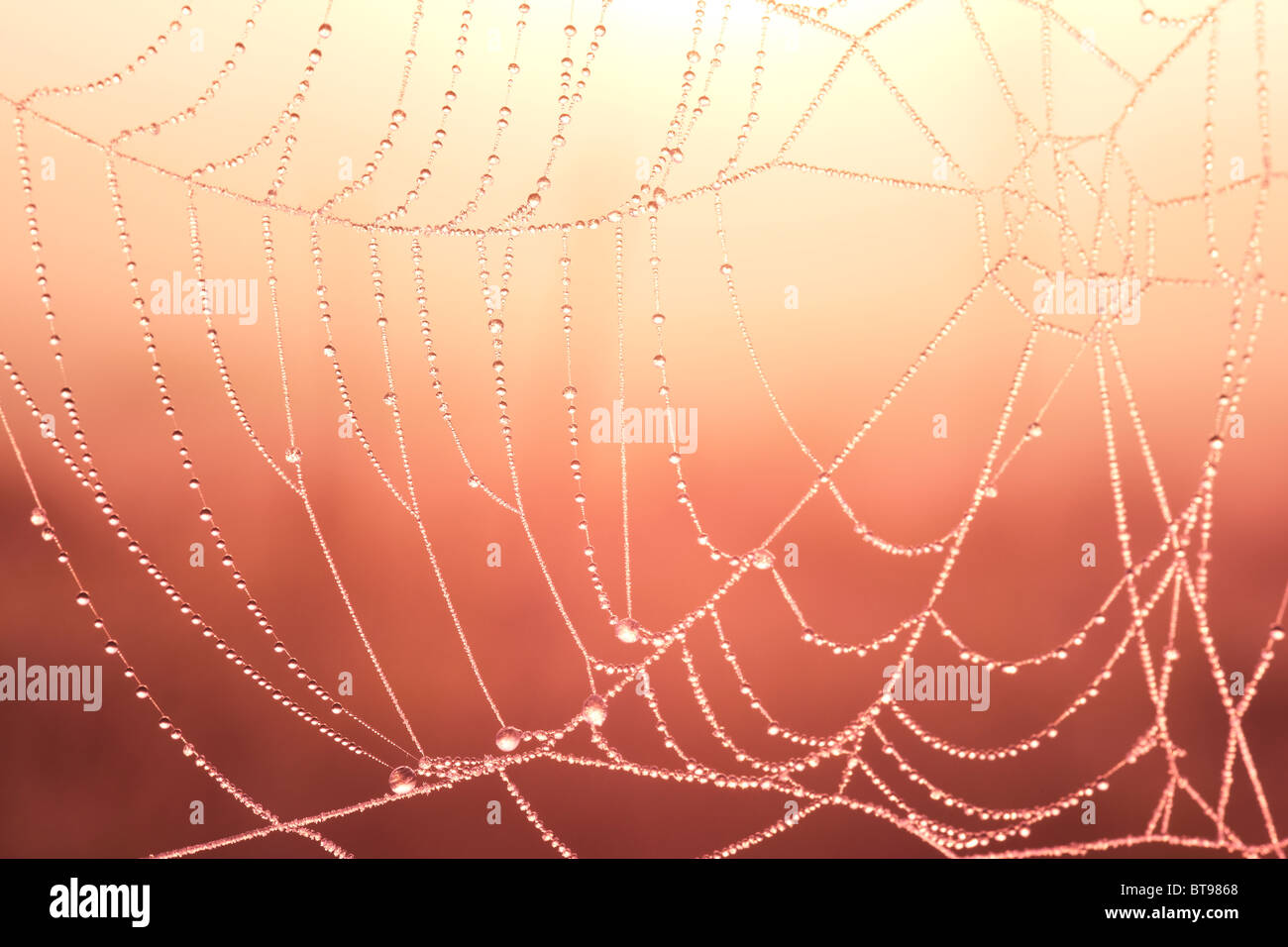 Coperti di rugiada ragnatela contro il mattino cielo Foto Stock