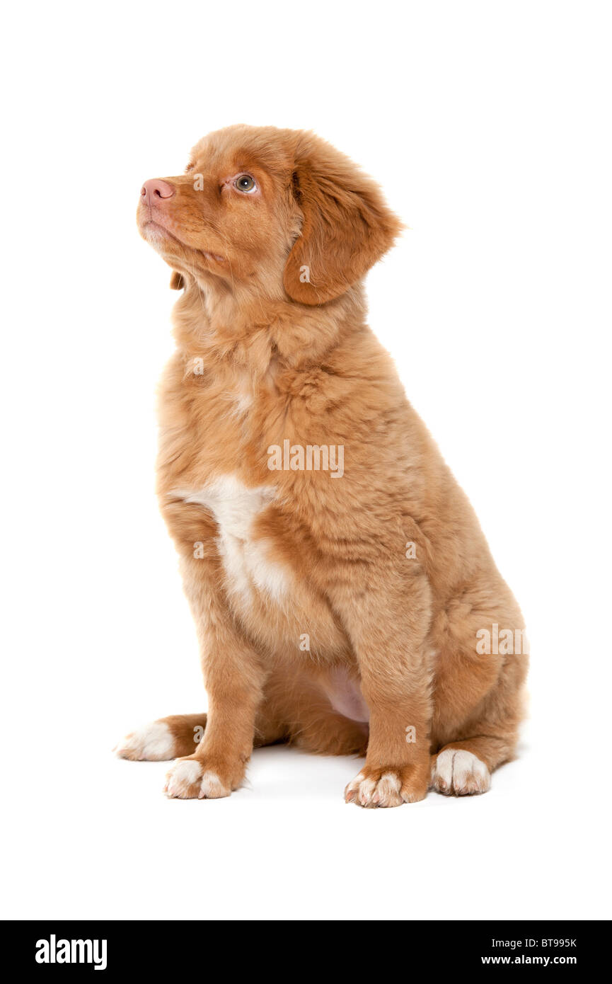Un giovane cucciolo della Nova Scotia Duck Tolling Retriever razza Foto Stock