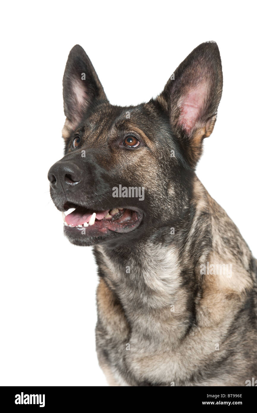 Un giovane tedesco shephard cane della varietà grigio Foto Stock