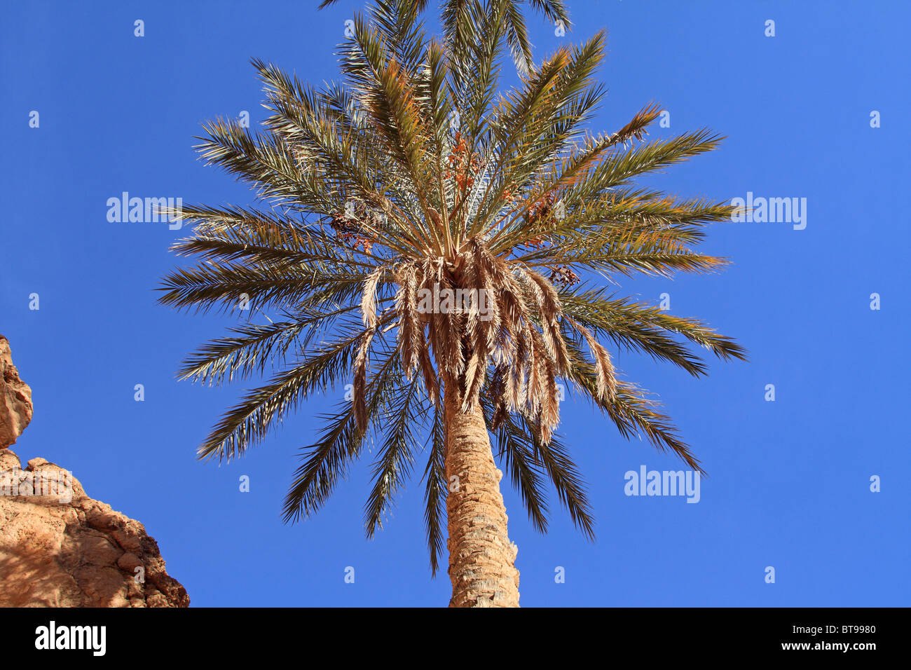 Palm tree, il Deserto del Sahara, Tunisia Foto Stock