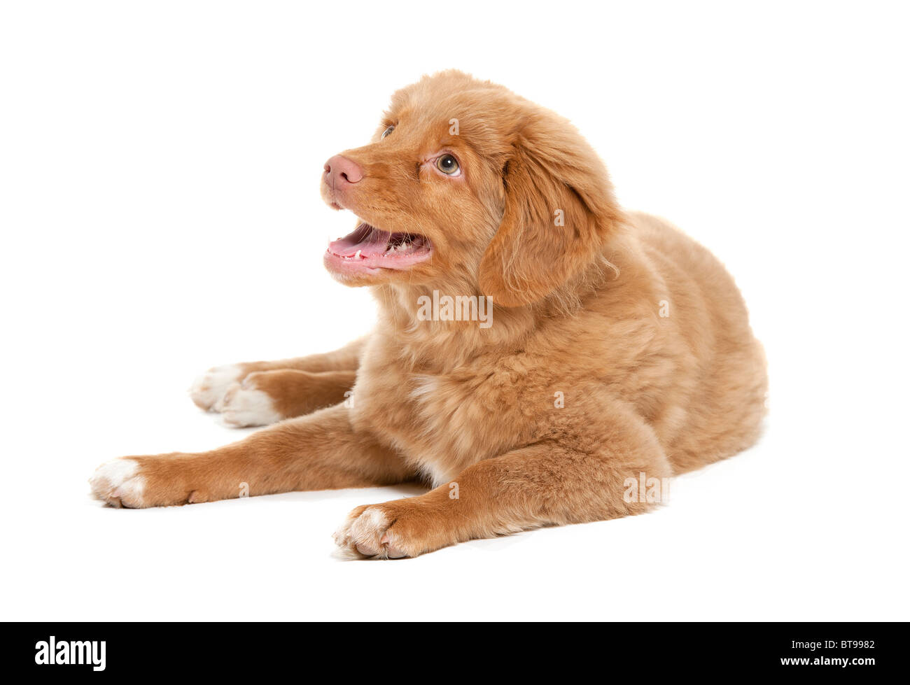 Un giovane cucciolo della Nova Scotia Duck Tolling Retriever razza Foto Stock