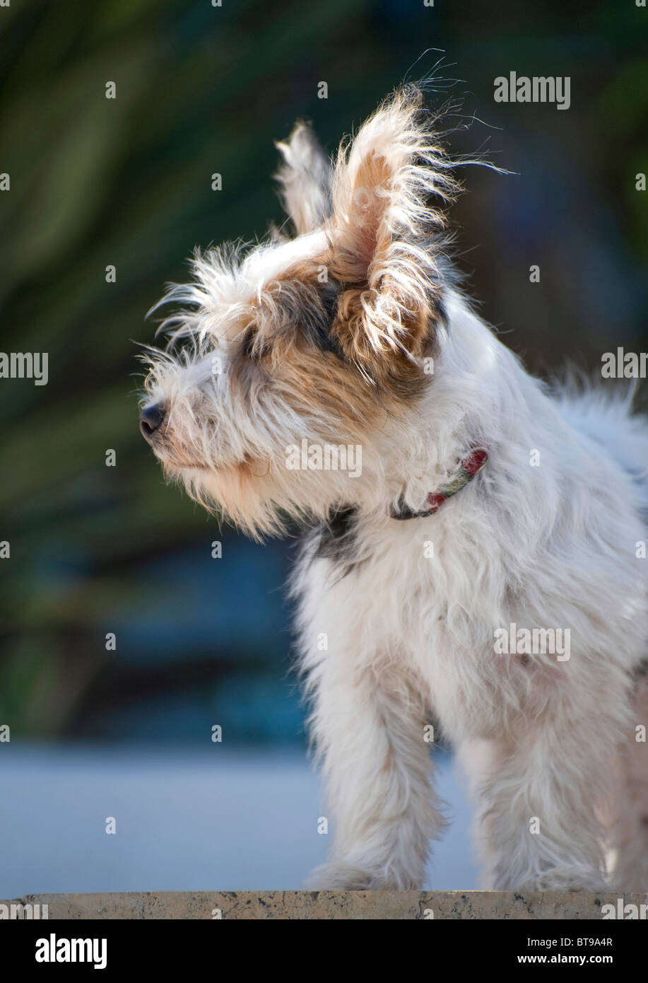 Close up di un Jack Russell cucciolo croce guardando a sinistra Foto Stock