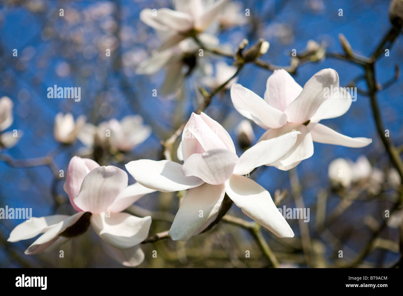 Tre fiori di magnolia Foto Stock