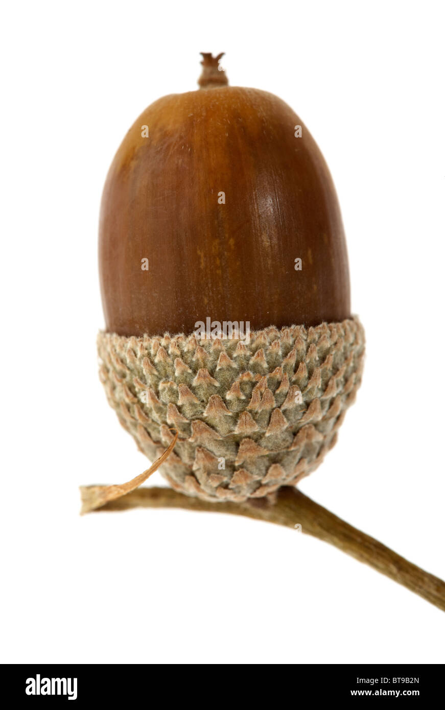 Un unico acorn e cupule su sfondo bianco Foto Stock
