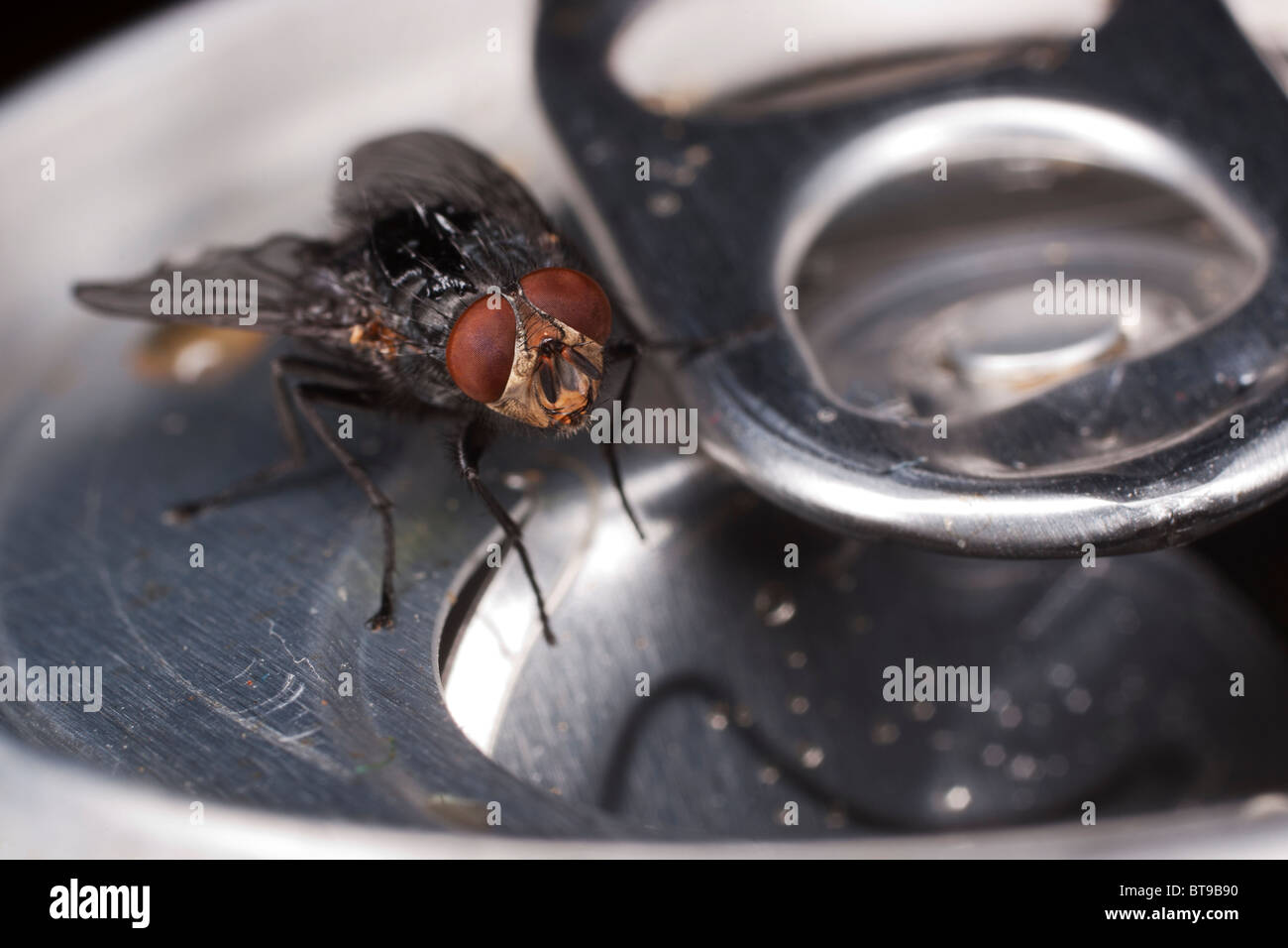 (Housefly Musca domestica) su un possibile in Cornovaglia. Jack fotografia della luna Foto Stock