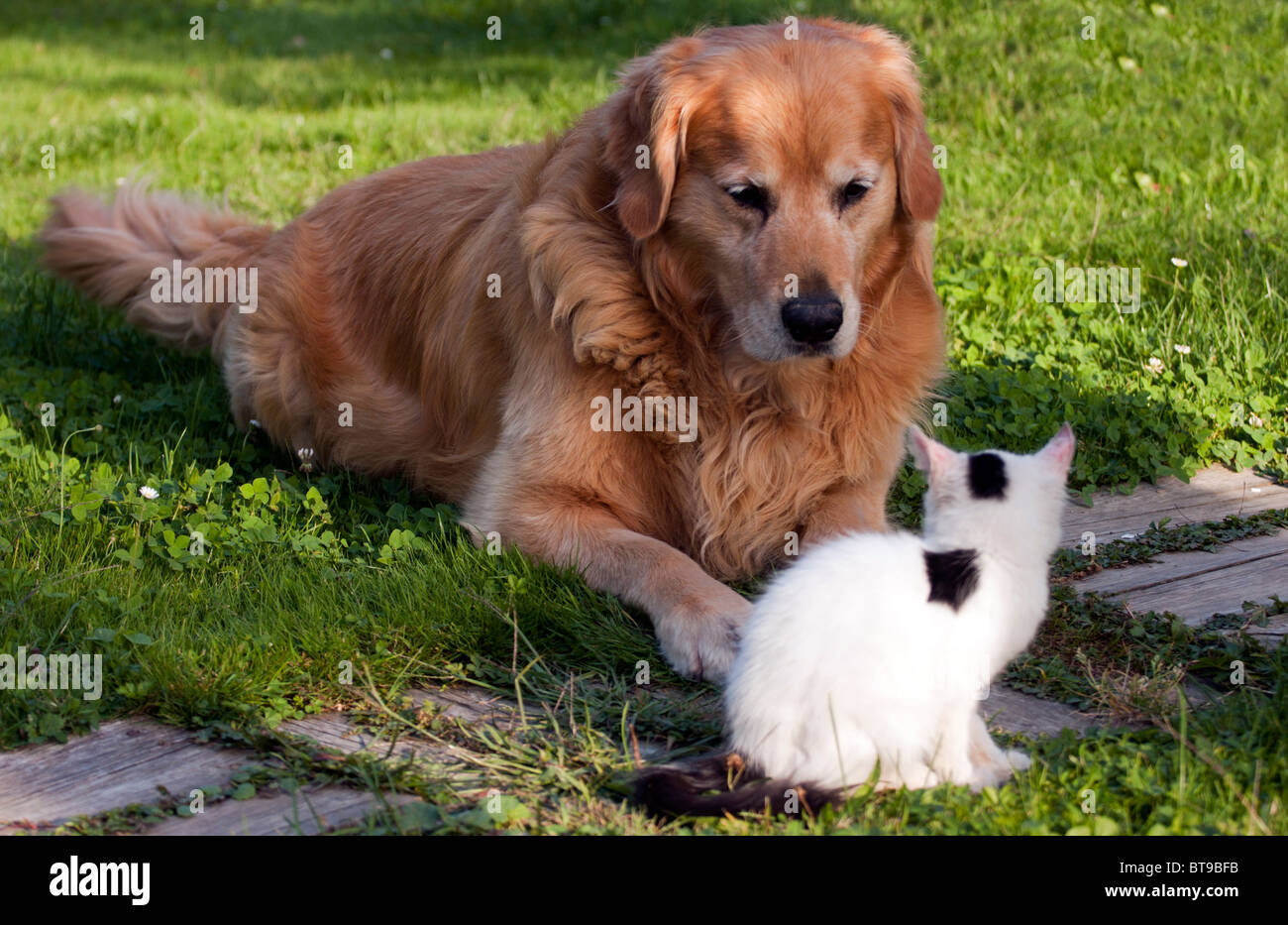 Il gatto domestico e il golden retriever nel cortile. Foto Stock