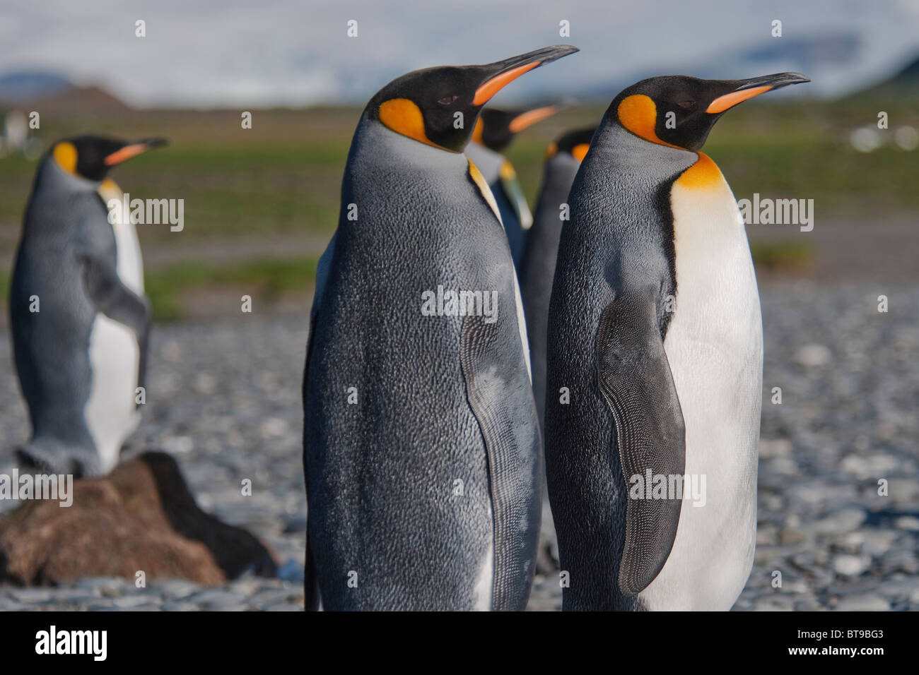 Il re dei pinguini, Aptenodytes patagonicus, Salisbury Plain, Georgia del Sud e Oceano Atlantico. Foto Stock
