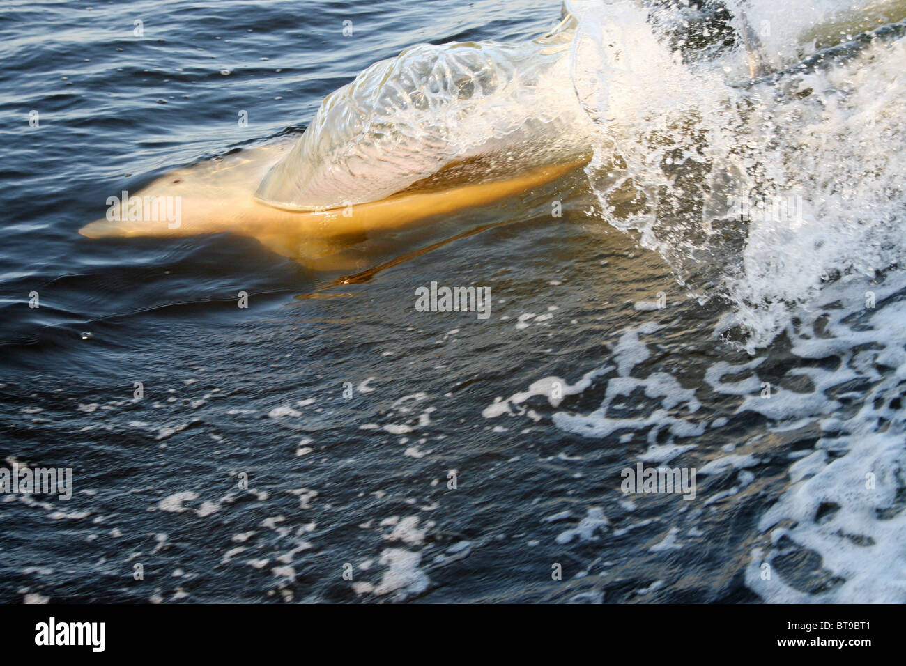 Nuoto con i delfini con spirale di acqua venuta fuori la pinna andando molto veloce del golfo del Messico navigabile intercoastal florida alabama Foto Stock