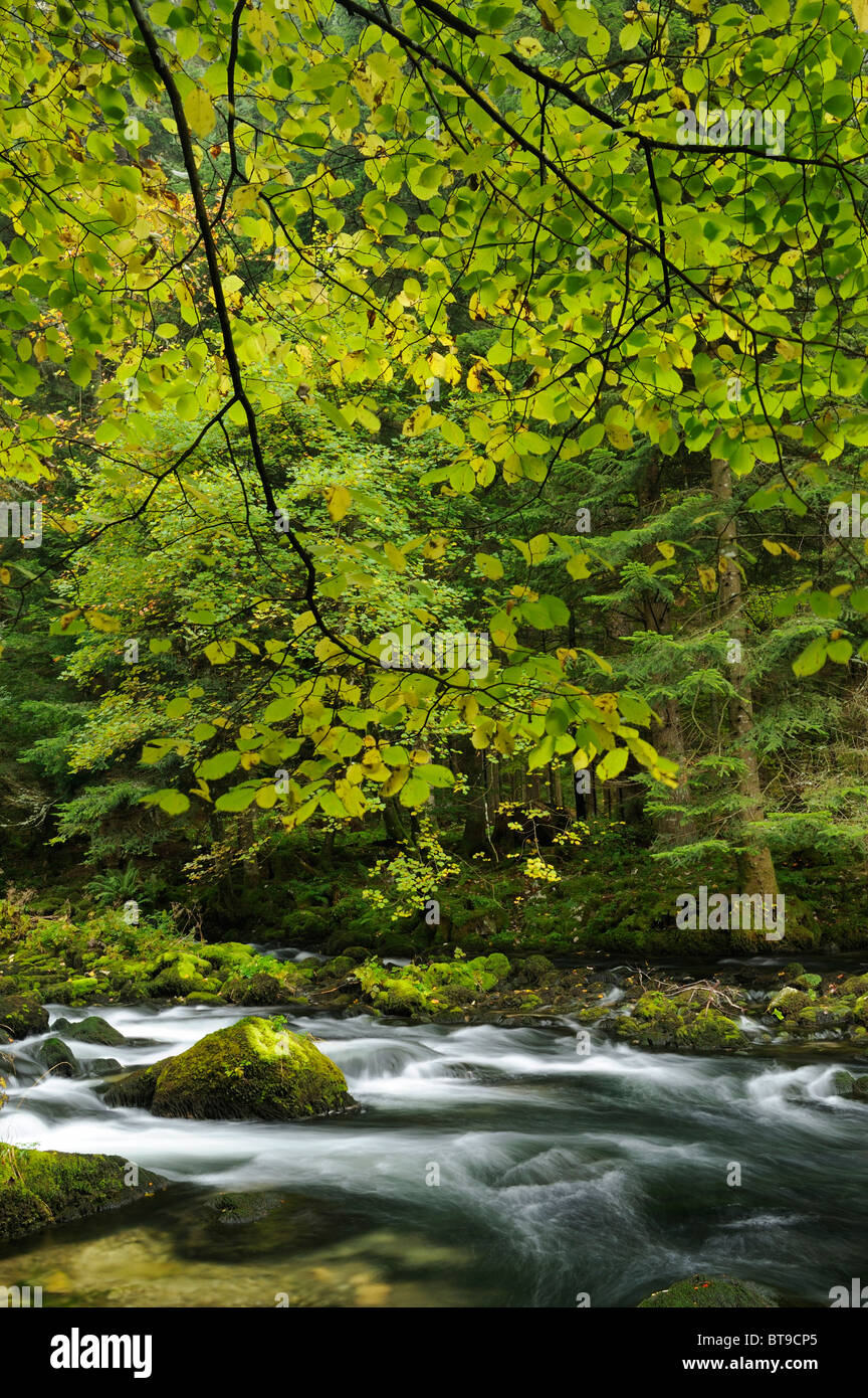 Colore di autunno boschi lungo il fiume Orbe, Vallorbe, Giura, Svizzera, Europa Foto Stock