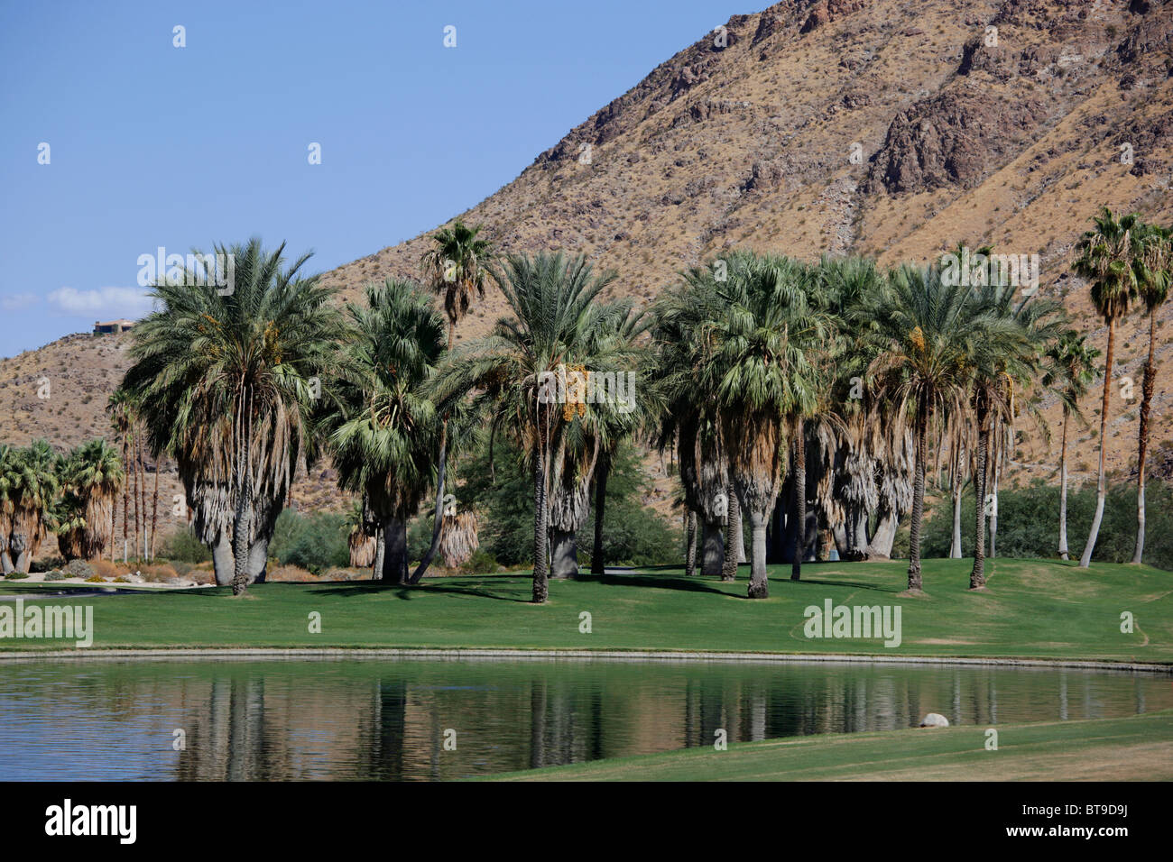 Coppia palme in Palm Springs, California, Stati Uniti d'America. Foto Stock