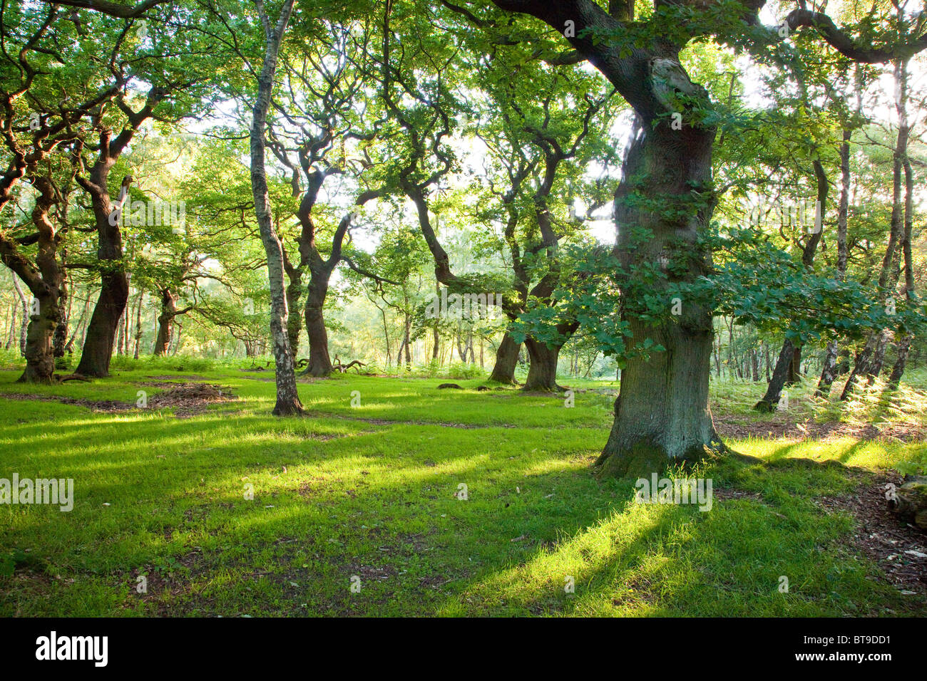 Antiche Querce Brocton bosco ceduo di erba in estate precoce Cannock Chase Country Park AONB (area di straordinaria bellezza naturale) Foto Stock