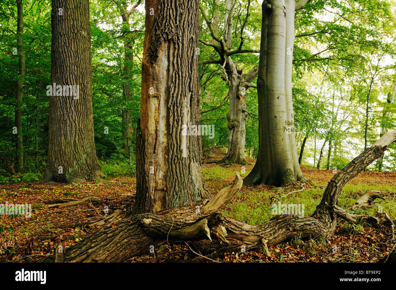 Alberi secolari nel Naturschutzgebiet Insel Vilm riserva naturale nel Biosphaerenreservat Suedost-Ruegen Riserva della Biosfera Foto Stock