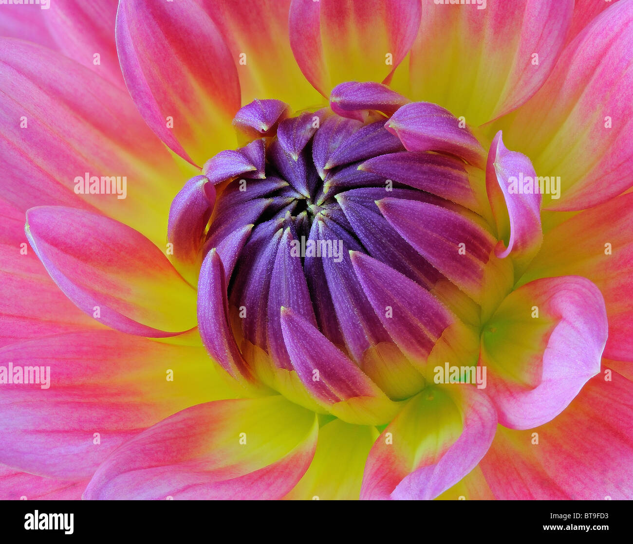 Pink Dahlia (Asteraceae) - Immagine Macro Foto Stock