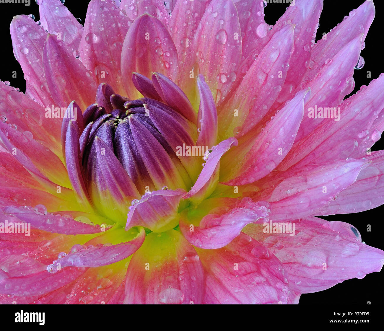Pink Dahlia (Asteraceae) - Immagine Macro Foto Stock