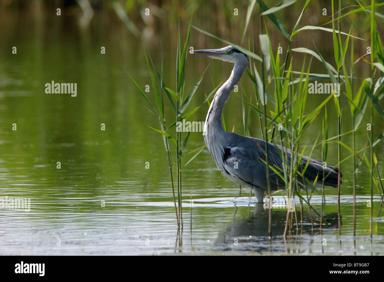 L'airone cinerino (Ardea cinerea), è un trampolieri del heron famiglia ardeidi. Foto Stock