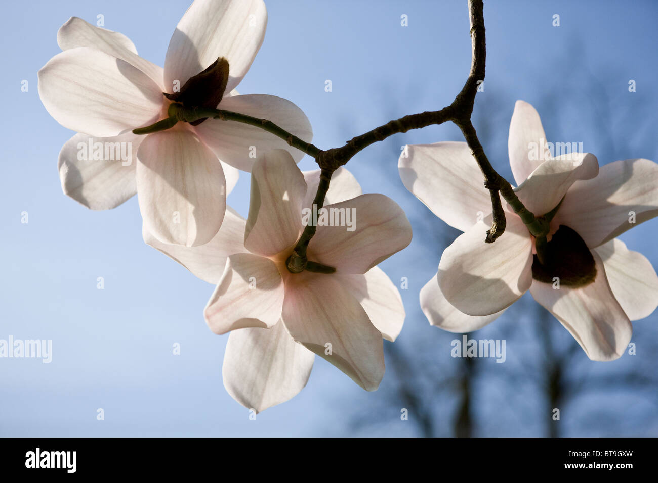 Tre fiori di magnolia Foto Stock
