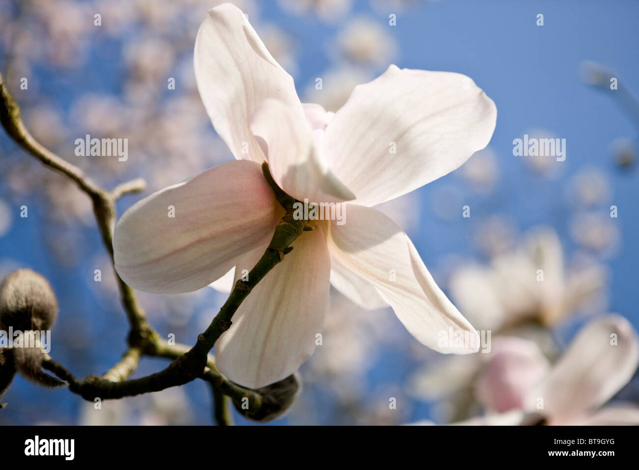 Un fiore di magnolia Foto Stock