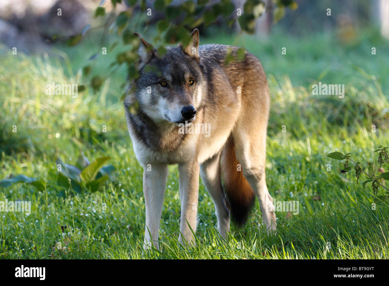 Un maschio canadese di Lupo grigio Foto Stock