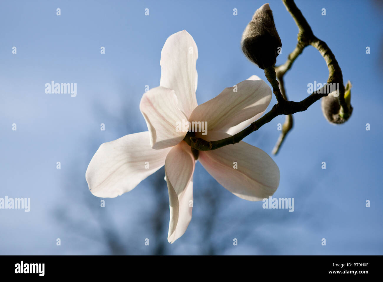 Un fiore di magnolia e bud Foto Stock