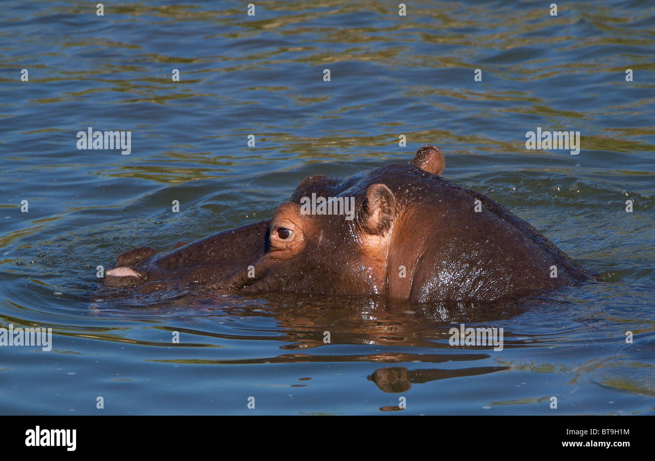 Ippopotamo sommerso in acqua, Kruger Natonal Park, Sud Africa. Foto Stock
