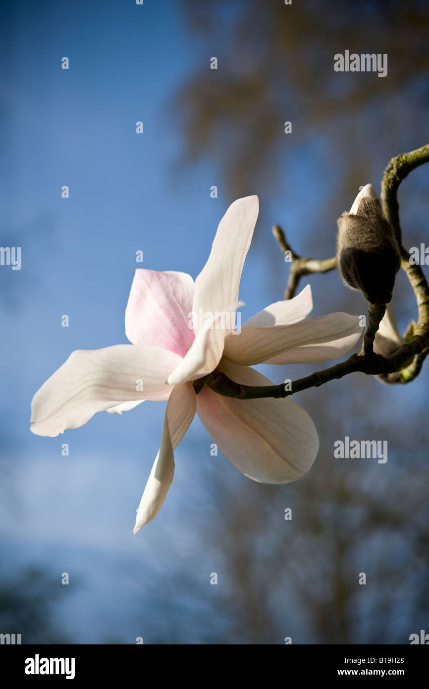 Un fiore di magnolia e bud Foto Stock