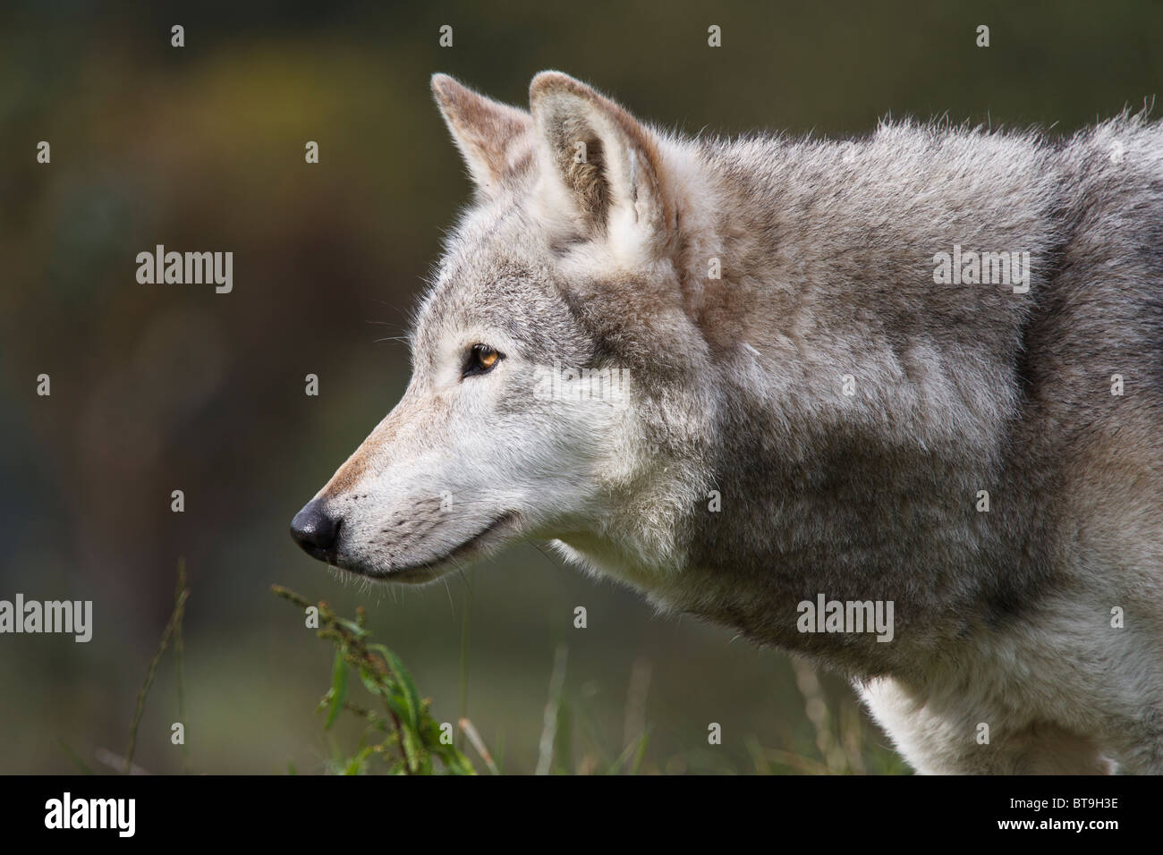 Un nord americana Lupo grigio in profilo Foto Stock