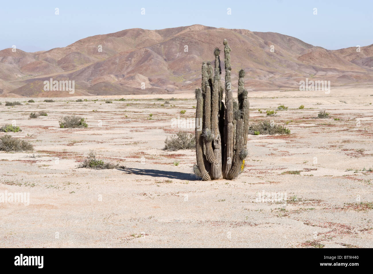 Colline sulla strada per Los Lomitas sono colorati da minerali cactus in primo piano Parque National Pan de Azucar Atacama Cile Foto Stock