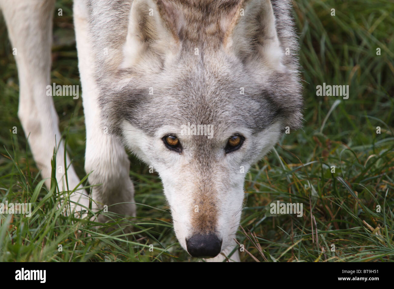 La faccia di un nord americana Lupo grigio Foto Stock