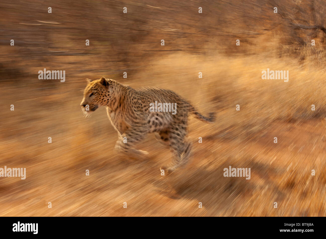 Leopard in esecuzione ad una certa velocità, il Parco Nazionale Kruger, Sud Africa. Foto Stock
