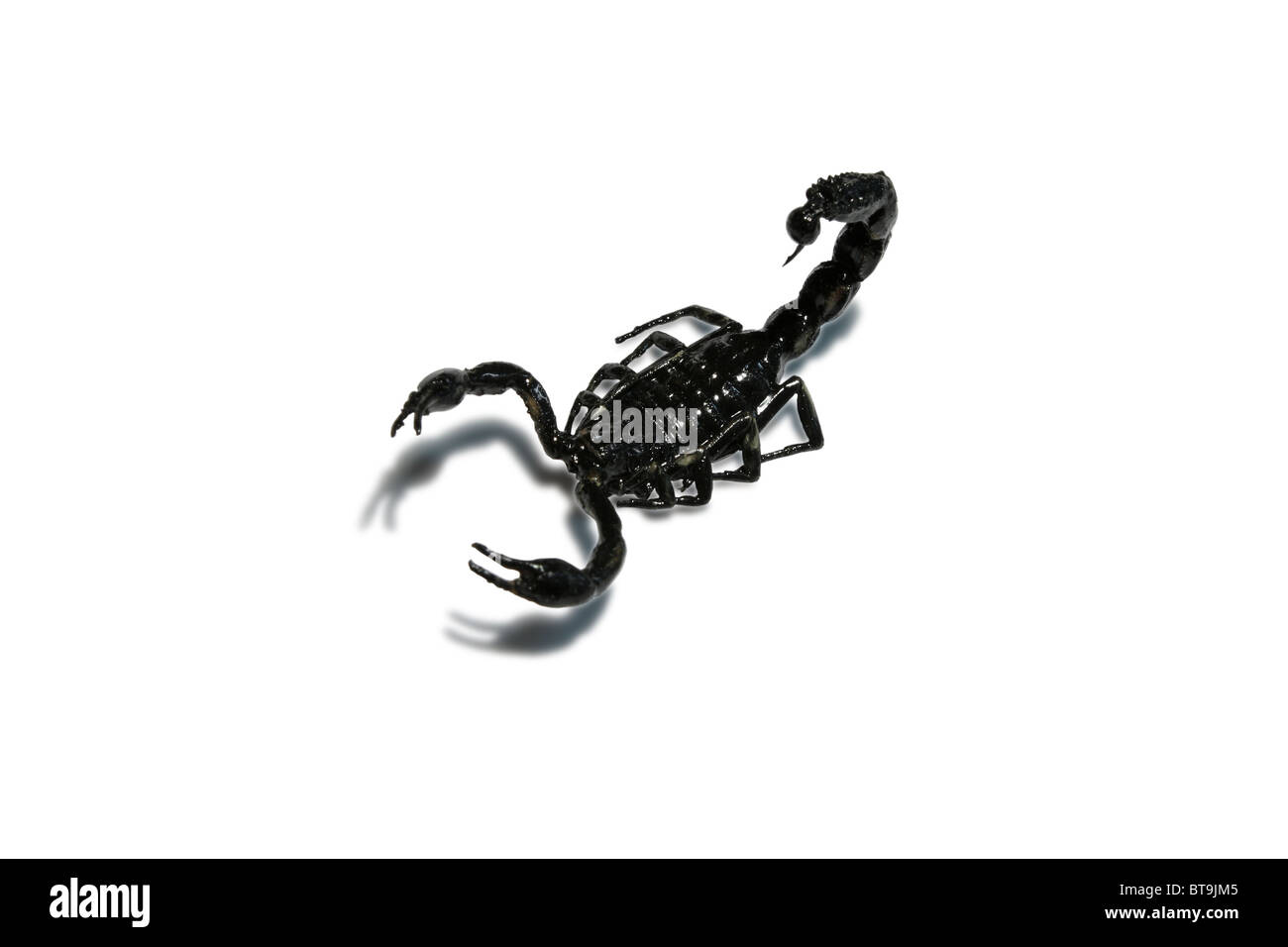 Scorpion su sfondo bianco. Foto Stock