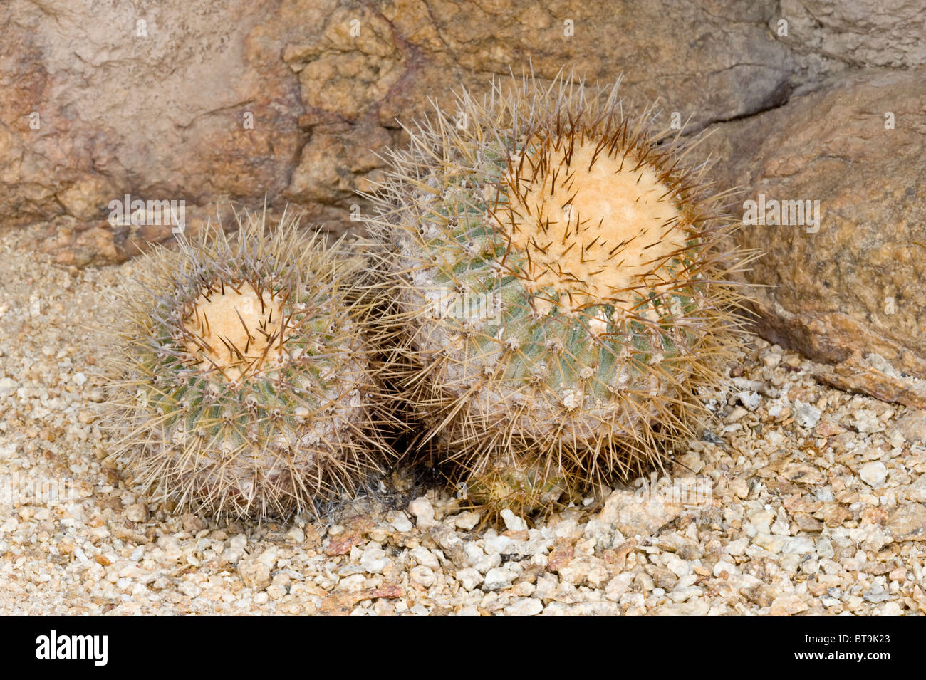 Oltre 20 varietà di cactus crescere in condizioni inospitali nel Parque National Pan de Azucar Atacama (III) Il Cile America del Sud Foto Stock