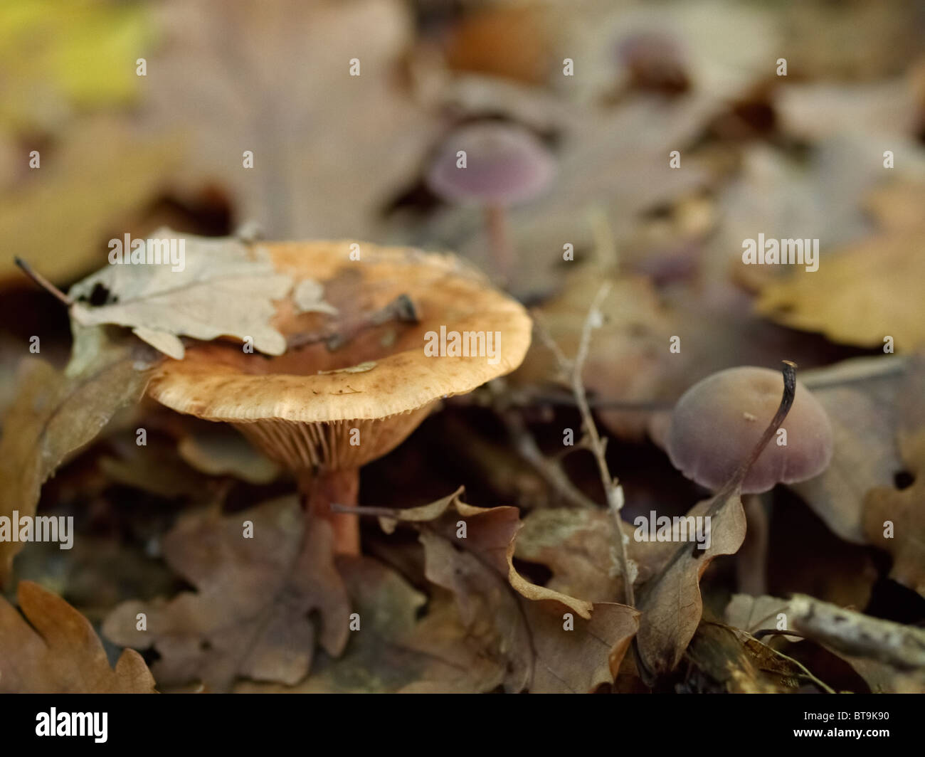 Fungo da Martin Breg hill foresta, vicino Dugo Selo, Croazia. Foto Stock