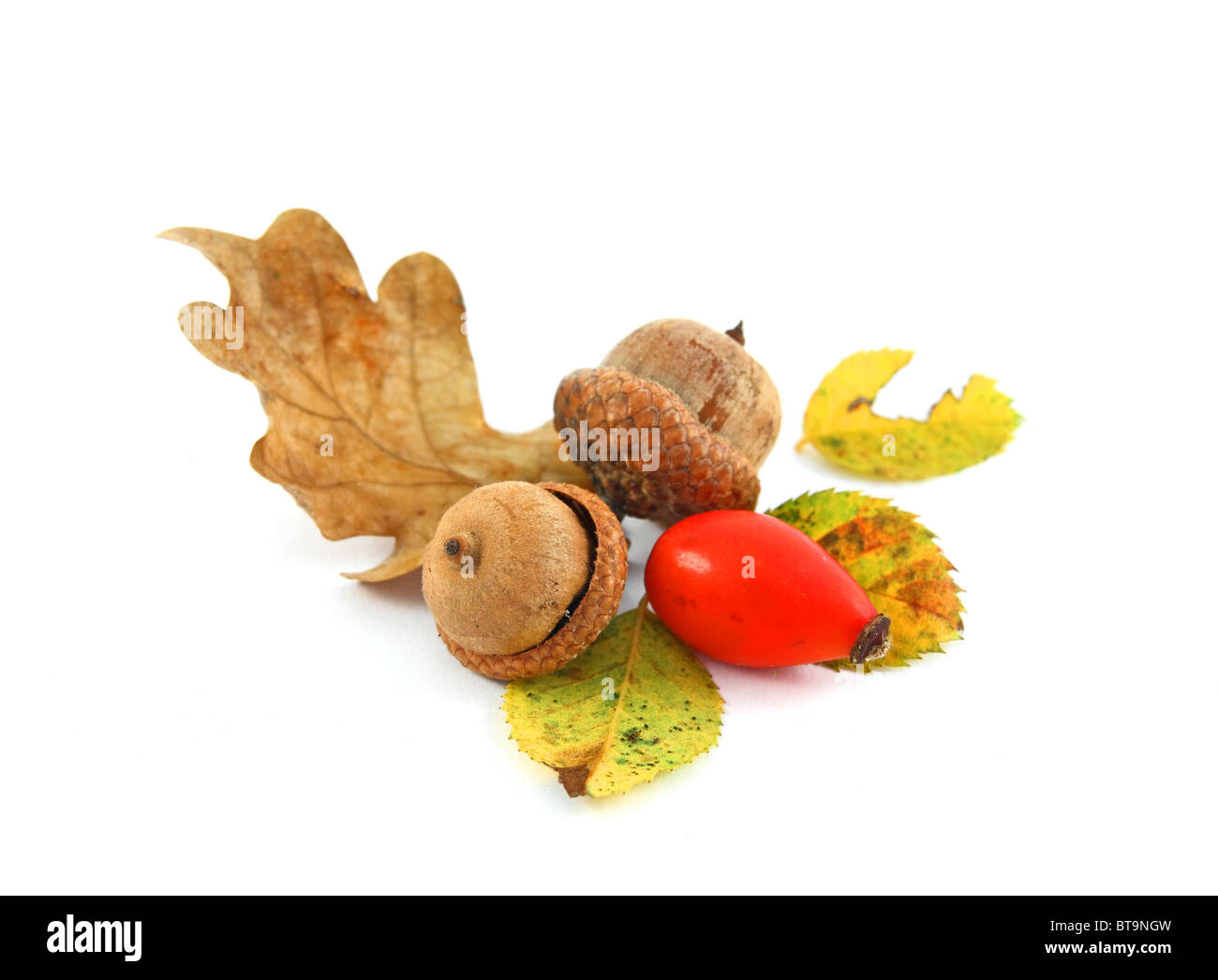 Foglie di quercia con rosa canina e ghiande Foto Stock