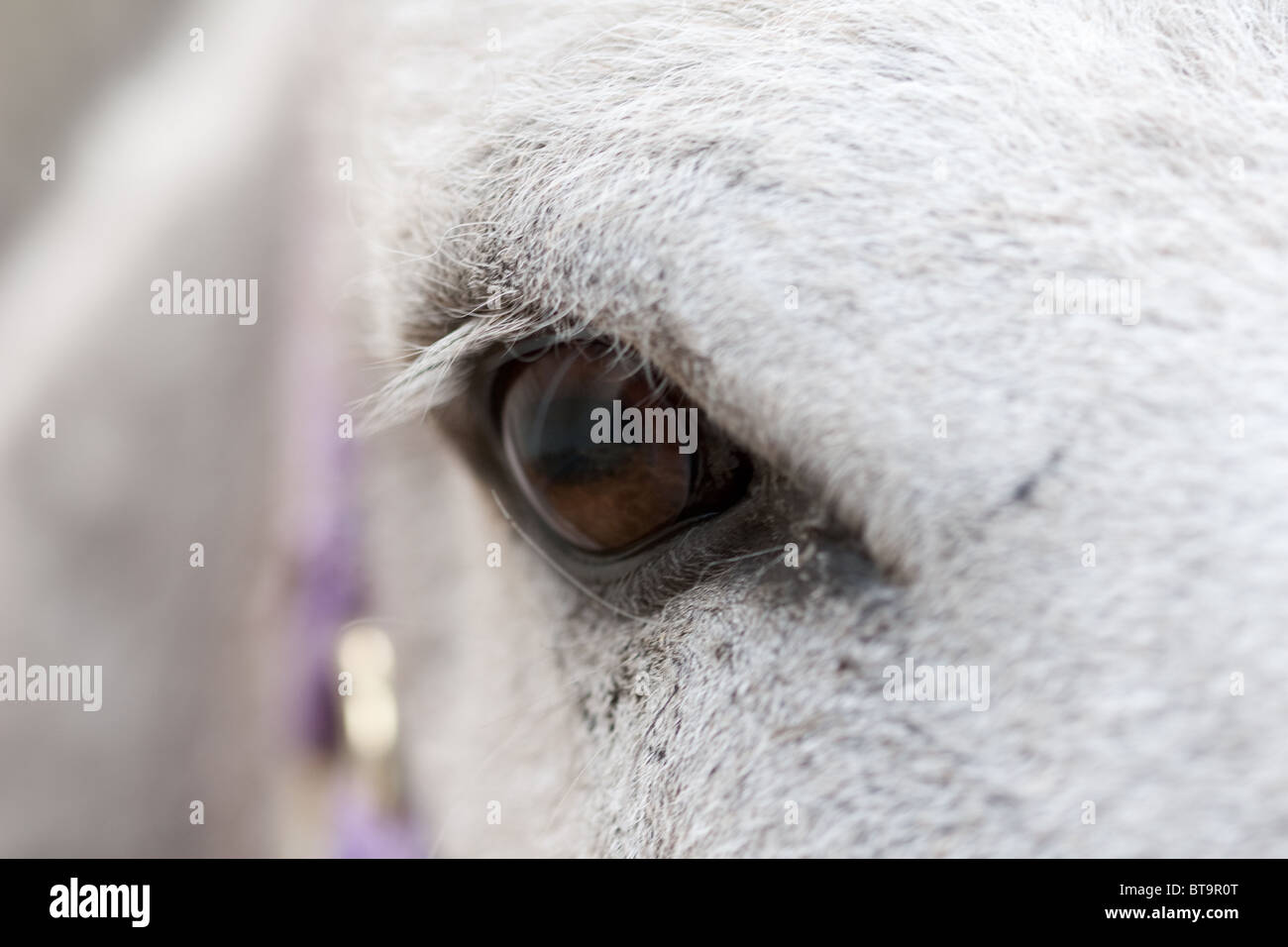 In prossimità di una testa di cavallo concentrandosi sull'occhio Foto Stock
