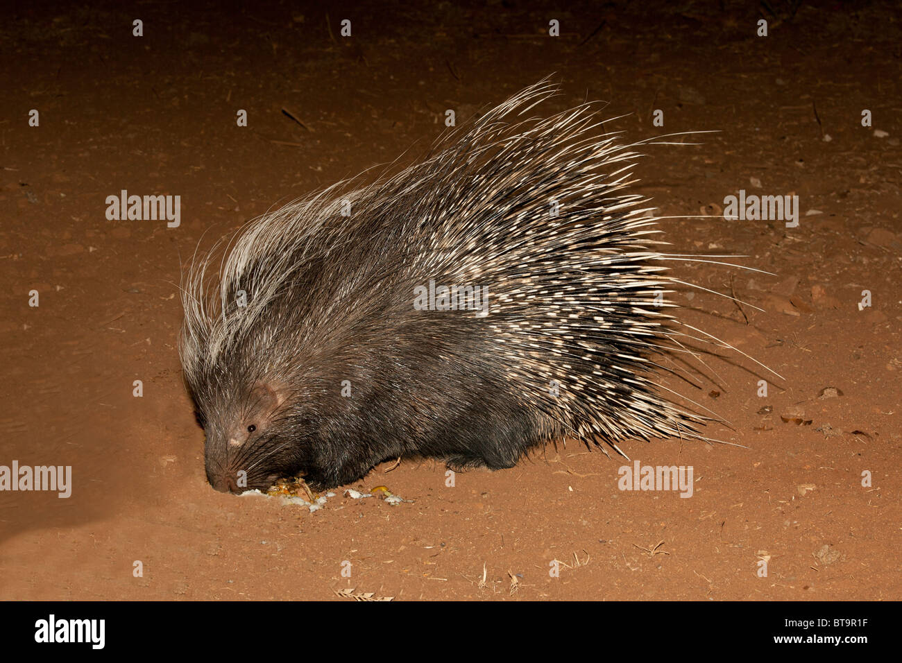 Porcupine l'alimentazione di notte Kruger National Park, Sud Africa. Foto Stock