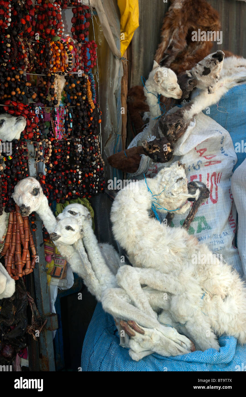 Interrotto Llama feto per la vendita come talismano, magia rituale e la medicina tradizionale nel mercato delle streghe, La Paz, Bolivia. Foto Stock
