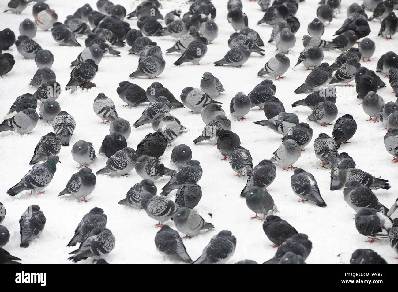 Piccione in snow, St. James Park, Londra, 13 gennaio 2010. Foto Stock
