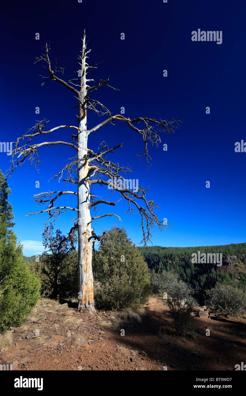 Giardini indiano, Sedona, in Arizona, USA, America del Nord Foto Stock