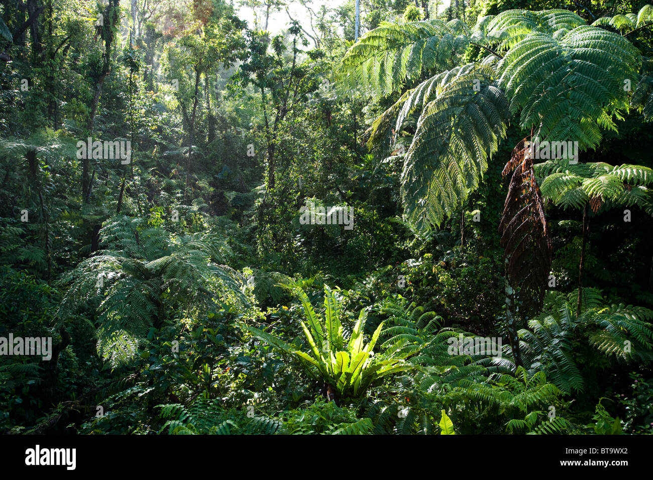 La foresta pluviale di Taveuni, Isole Fiji. Foto Stock