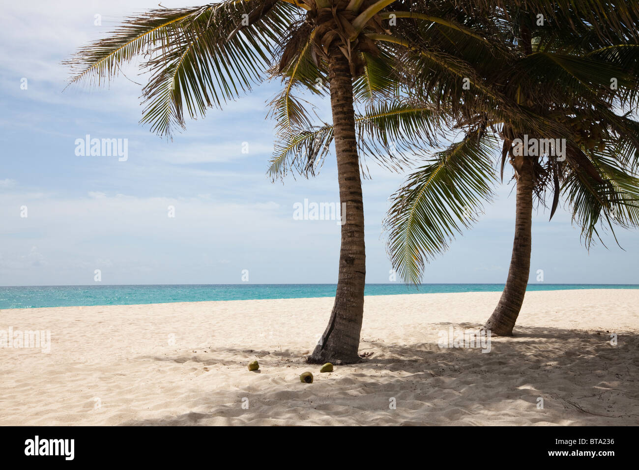 Fallo Bay, Barbados, West Indies Foto Stock